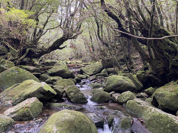 もののけ姫の深い森屋久島